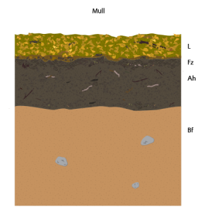 humus-form-orders-soil-forest-floor